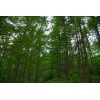 求購云杉，白皮松