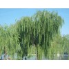 求購胸徑15公分垂柳200棵