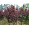 求購叢生紅葉李冠二米七十個
