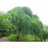 求購米徑足5公分的樸樹