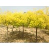 求購(gòu)金葉槐5公分高桿的