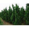 求購青島濰坊周邊5米高龍柏20顆一級樹