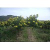 求購米徑4公分黃花槐1000棵
