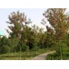 求購(gòu)香花槐，兩米七分支