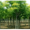 收購：20-25-30國槐：2米左右分枝好樹形