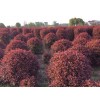 求購紅葉石楠球一米袋苗
