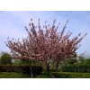 求購低分枝晚櫻（80公分以下分枝）
