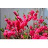求購(gòu)紅葉碧桃4公分