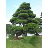 求購(gòu)造型黑松樹(shù)10公分