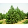 求購四米白皮松