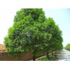 求購原生冠國槐30公分