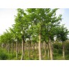 求購(gòu)樸樹(shù)30棵