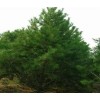 求購五米油松好二級