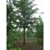 繼續(xù)求購 9月1號，胸徑18公分銀杏實生樹