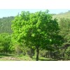 求購蒙古櫟