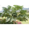 求購15公分木瓜樹500棵。