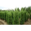 急購蜀檜塔檜5000棵隨時上貨