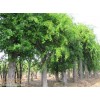 求購(gòu)胸徑量五公分樸樹(shù)