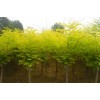 求購14的高接金葉槐 有貨的速聯系