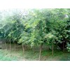 求購胸徑量18公分五角楓