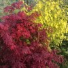 求購10公分紅葉金葉復葉槭