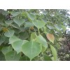 求購烏桕叢生5頭每頭達(dá)到15公分有速聯(lián)系