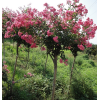 求購品種紫薇