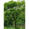 求購(gòu)叢生樸樹(shù)