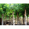 求購法桐：胸徑25公分：30公分