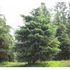 幫朋友急求購胸徑18公分雪松70棵