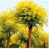 求購米徑8個的金枝槐200棵