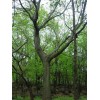 求購(gòu)精品樸樹(shù)