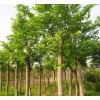 求購胸經(jīng)25公分精品櫸樹13棵