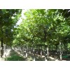 求購：18、19、20公分法桐