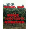 求購(gòu)黃皮樹15萬(wàn)株