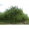求購品種旱柳