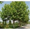 求購胸徑20和22公分法桐各260棵
