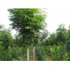 求購：胸徑20公分南欒