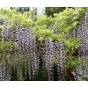 求購品種紫藤