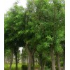 高價急購20公分好二級國槐
