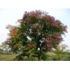 求購紅櫸