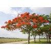 求購品種鳳凰樹