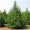 求購高度兩米的白皮松、側柏、蜀檜