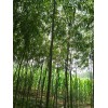 求購：6公分速生柳、米徑5公分美國竹柳