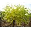 求購(gòu)13公分金葉槐